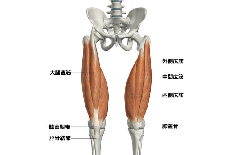 大腿四頭筋