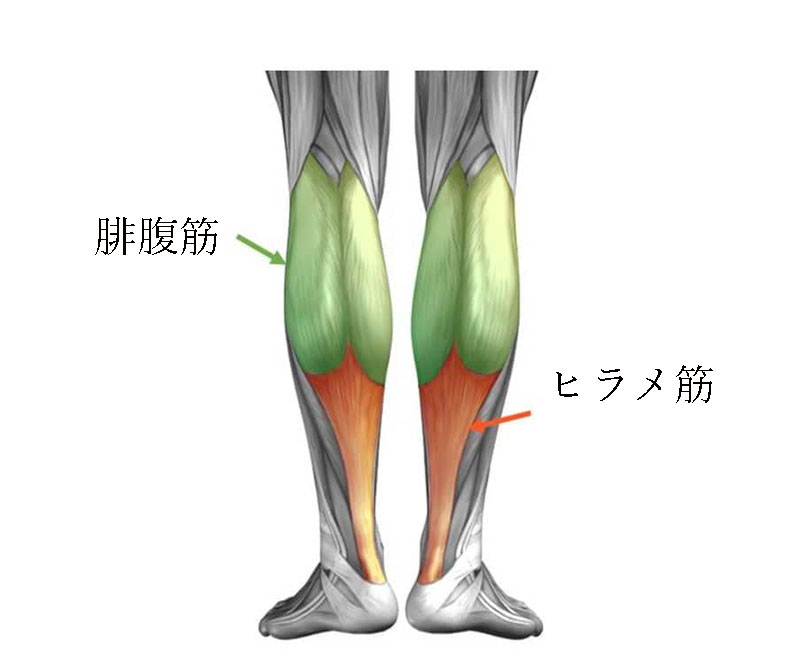 ふくらはぎ、下腿三頭筋（腓腹筋・ヒラメ筋）