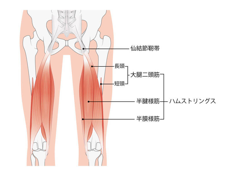 ハムストリングスの解剖学図