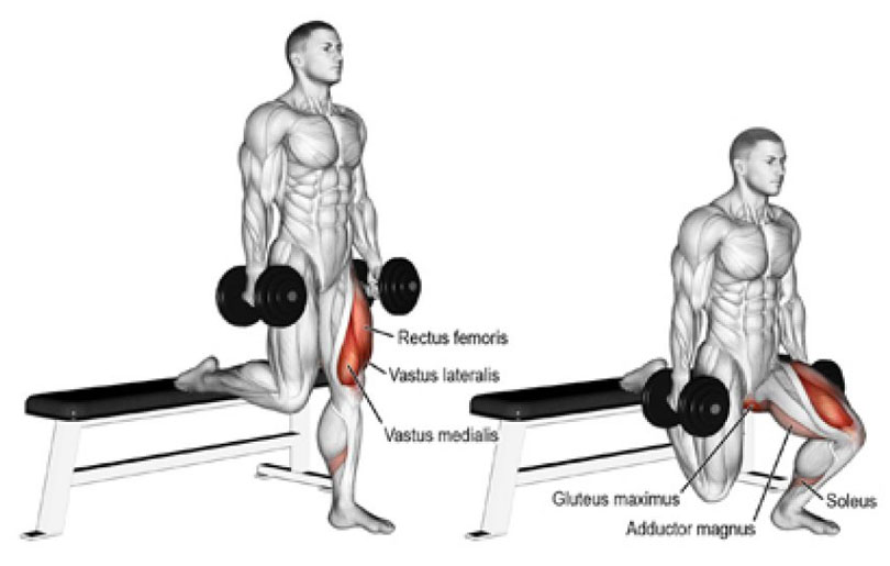 ブルガリアンスクワットの効果と発達する筋肉部位