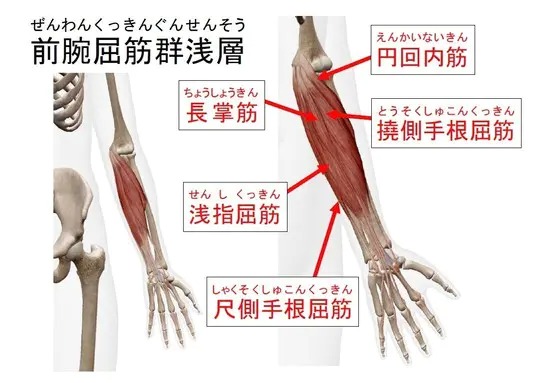 前腕筋群