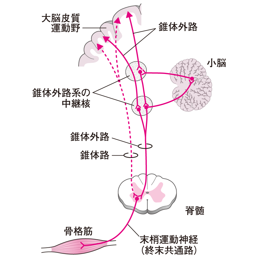 錐体外路