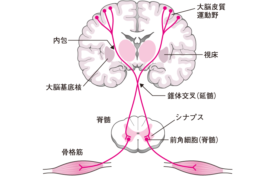 錐体路