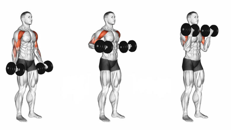 ダンベルドラッグカールDumbbell-Drag-Curl