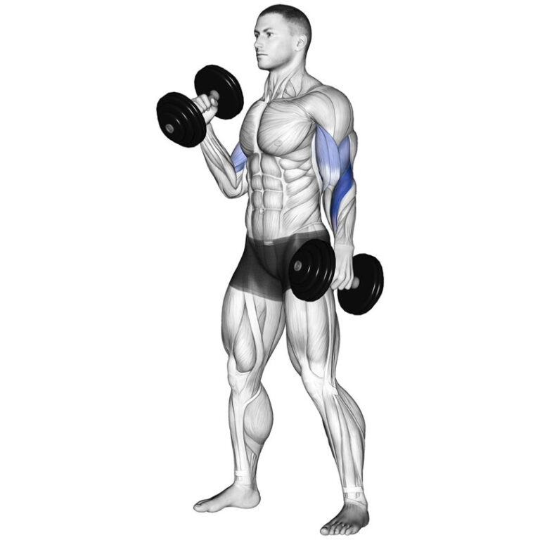 ダンベルハンマーカール