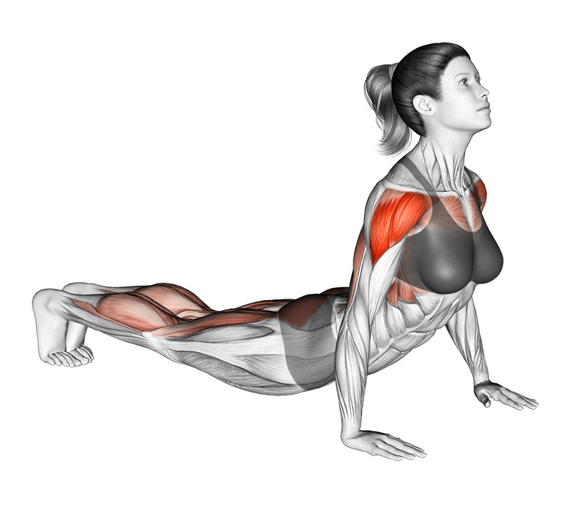ライオンプッシュアップの効果と発達する筋肉部位