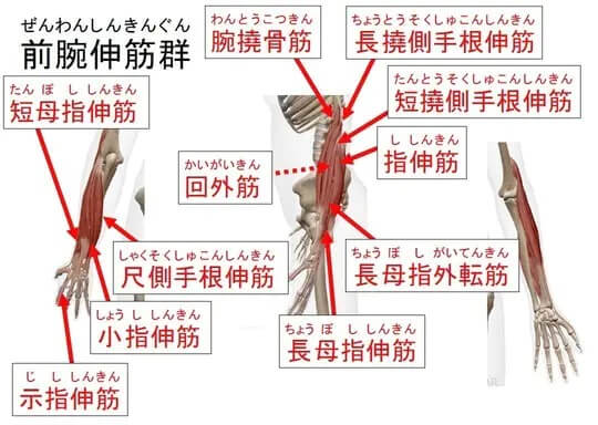 前腕伸筋群