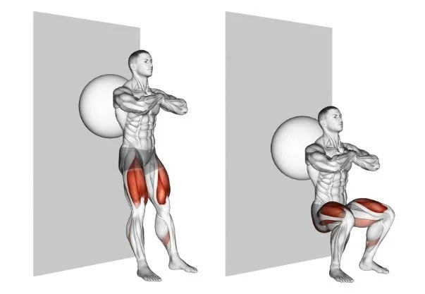 バランス ボールスクワットの効果と発達する筋肉部位