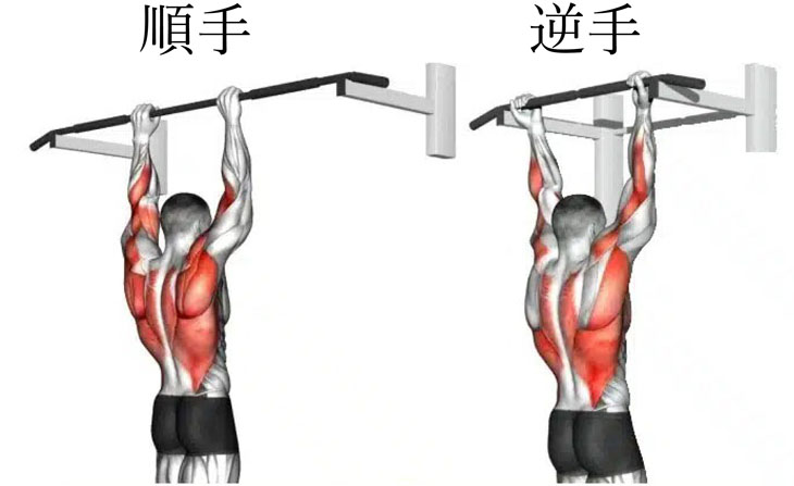 懸垂の順手と逆手