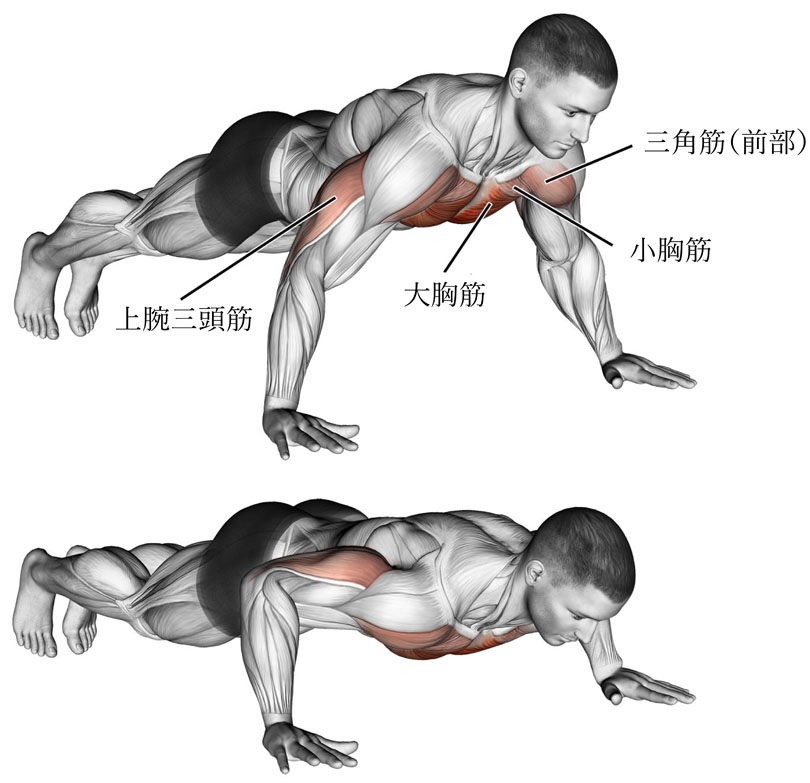 腕立て伏せの効果と発達する筋肉部位