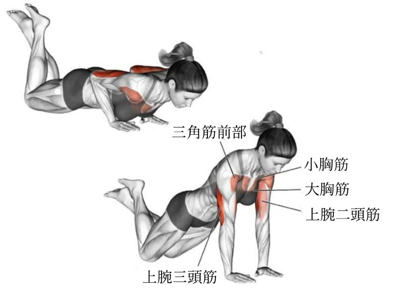 膝つき腕立て伏せ（ニープッシュアップ）の効果と発達する筋肉部位