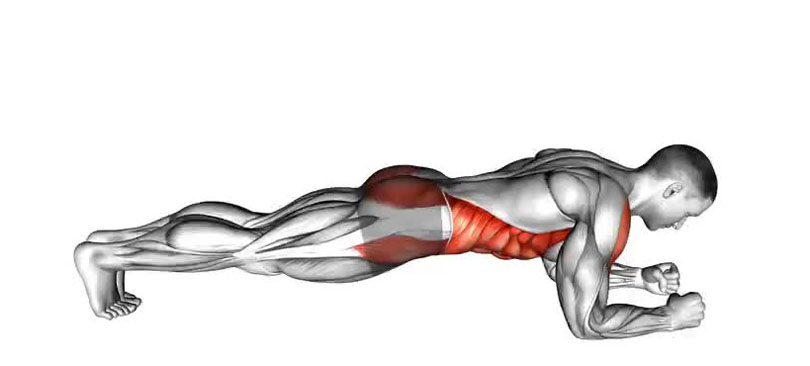 フロントプランクの効果と発達する筋肉部位