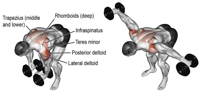 ベントオーバーラテラルレイズの効果と発達する筋肉部位