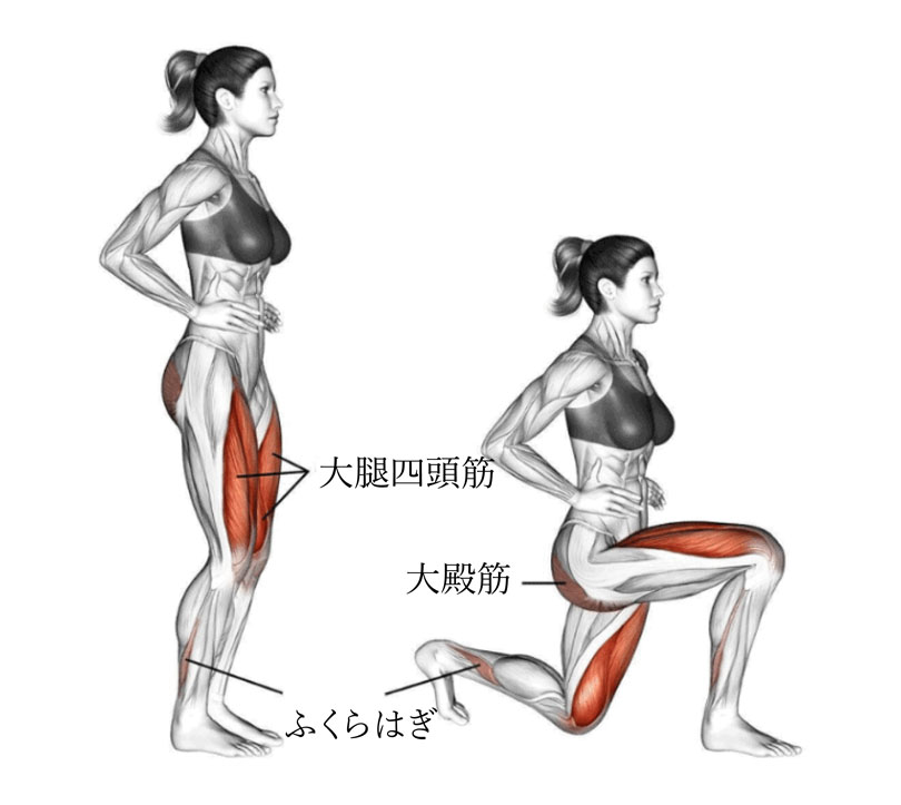 フロントランジの効果と発達する筋肉部位