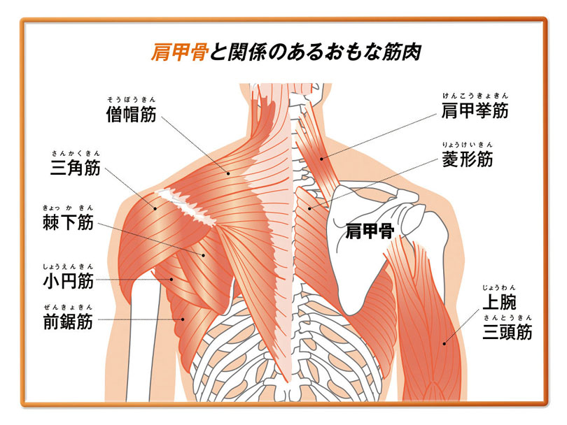 肩周りの筋肉の構造