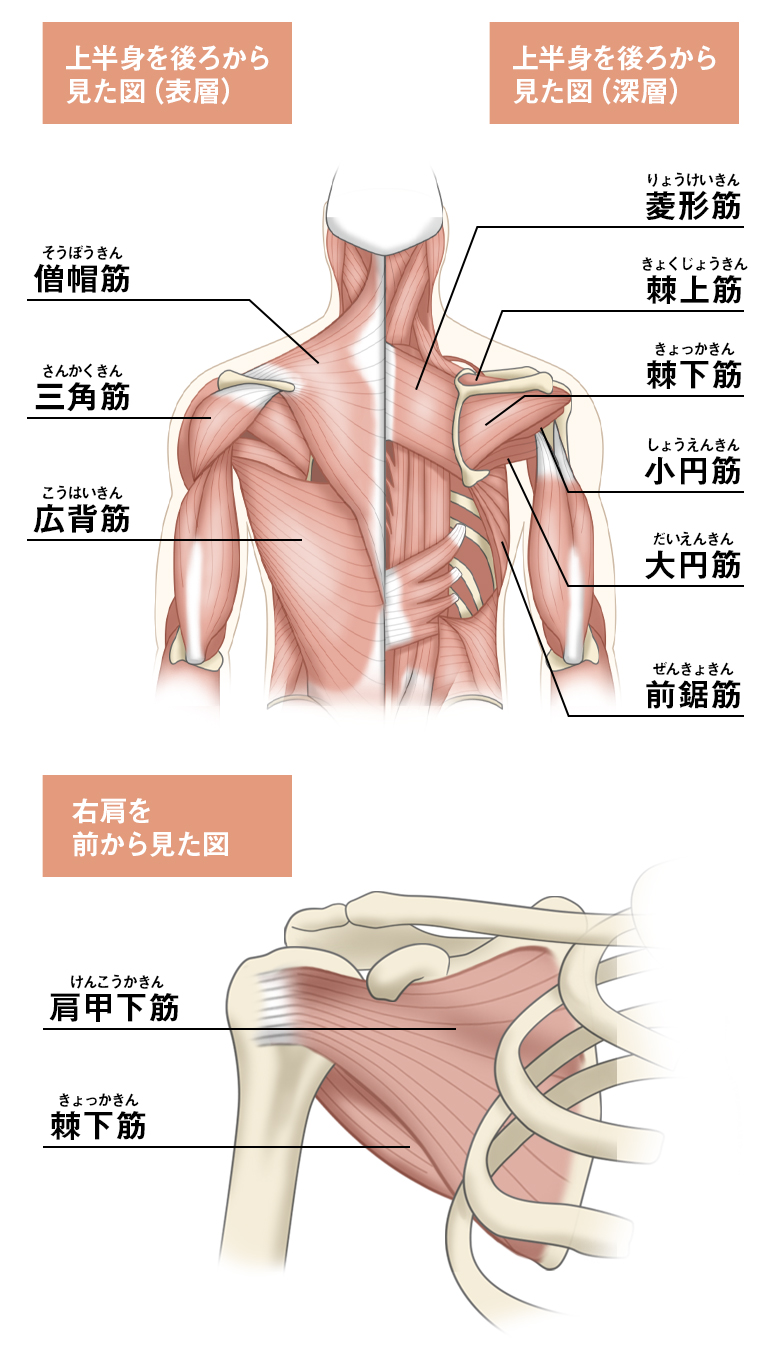 肩周りの筋肉の解剖学