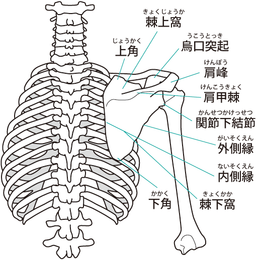 肩甲骨と肩関節